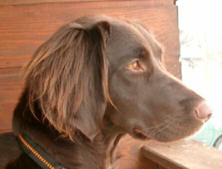 Luzy, die Grande Dame der Kleinen Münsterländerinnen