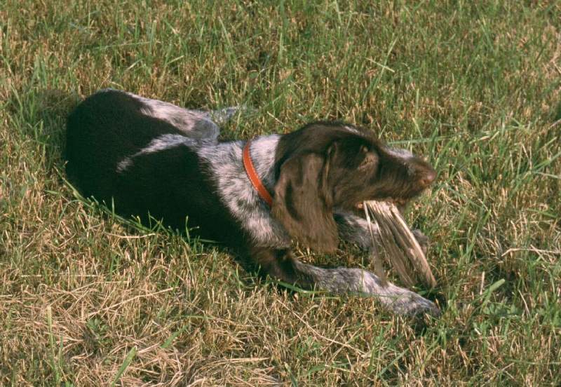 Syga, die Drahthaarige