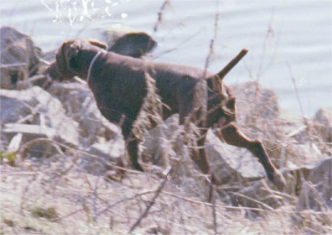 Tell, der German Kurzhaar