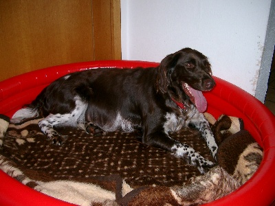 Luzy probiert den Wurfpool für morgen aus