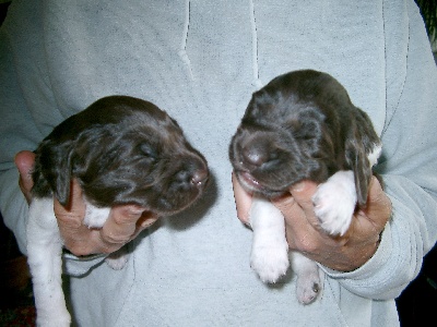 zwei Welpen von Allen Neunen