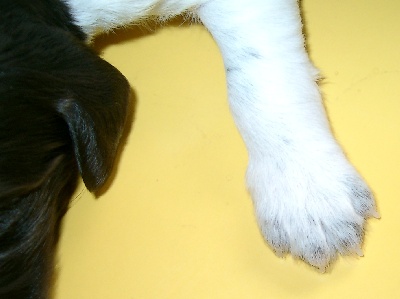 Sichtbare Schimmelbildungen in der zweiten Woche