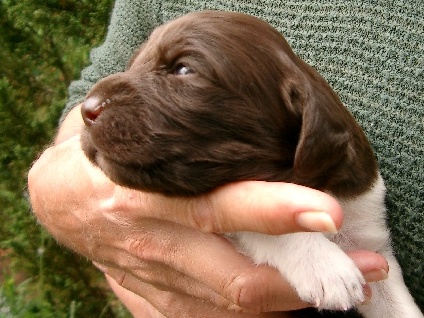 Alfred wächst und gedeiht (am 10.07.2005)