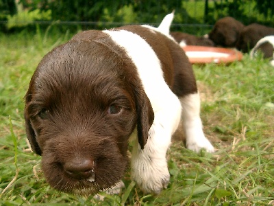 Neugierige Augen nach einem versuchten Bad im Milchteich