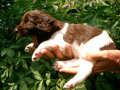 Alfred am 21ten Tag, er wiegt jetzt ueber 1600g