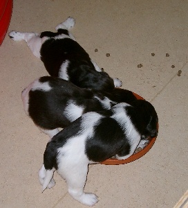 Annamirl, Archie und Alfred beim Futtern