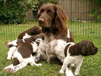 Mama umringt von den Welpen am 21.7.05