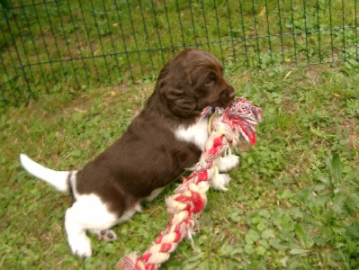 Anthony zieht mit seinen Hauern das Seil mit.