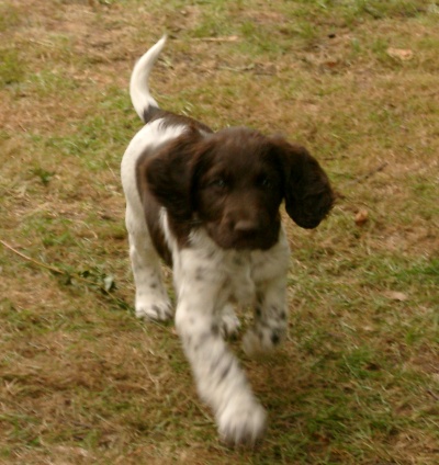 Archie, der Vornehm-Zurückhaltende Schönling