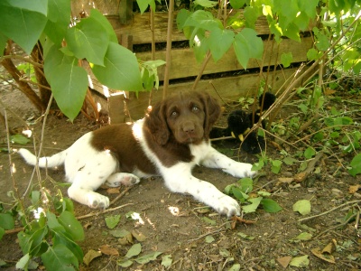 Alfred in voller Pracht am 18.08.05, 54ter Tag