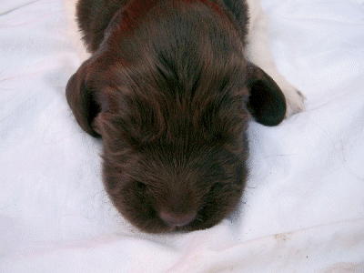 Heilixblechle, sind die süüüßßß