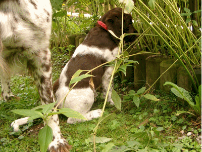 Archie Anfang der neunten Woche, am 22.08.2005