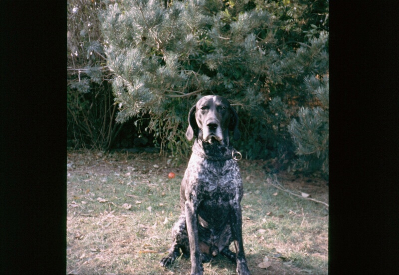 Willi, der Kurz-Drahthaarige